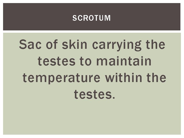 SCROTUM Sac of skin carrying the testes to maintain temperature within the testes. 