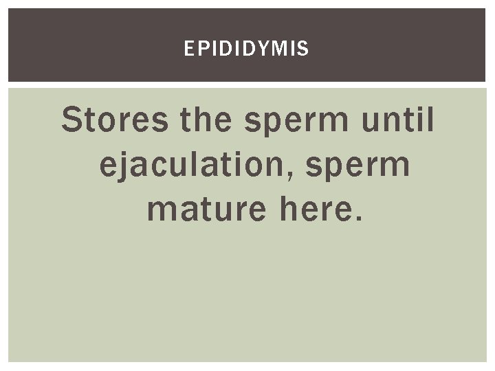 EPIDIDYMIS Stores the sperm until ejaculation, sperm mature here. 