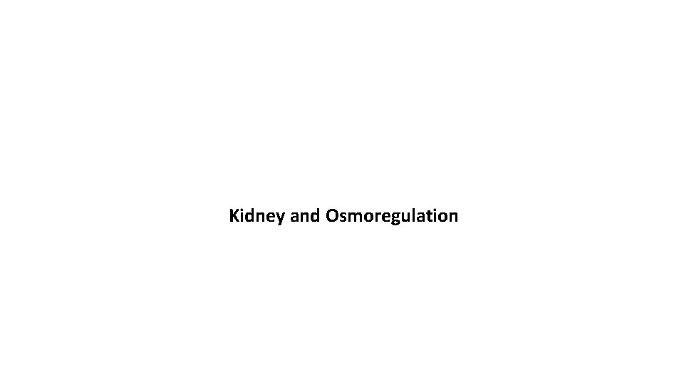 Kidney and Osmoregulation 