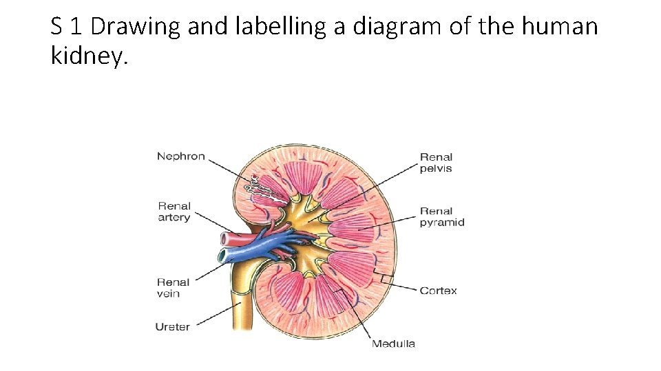 S 1 Drawing and labelling a diagram of the human kidney. 