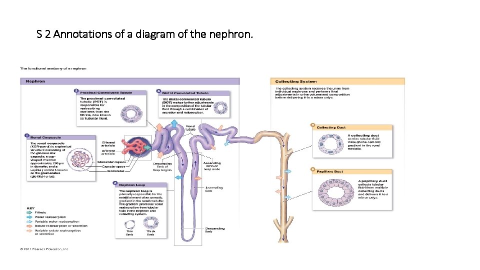 S 2 Annotations of a diagram of the nephron. S 2 Annotations of a diagram of the nephron.