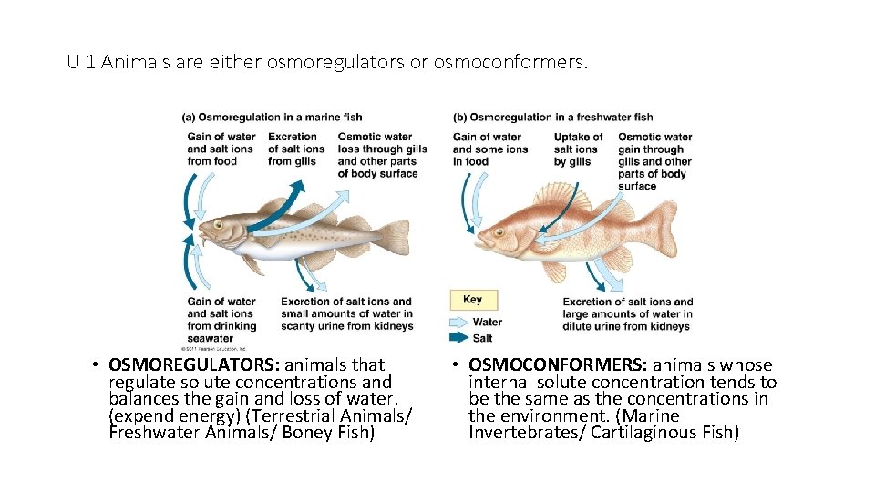 U 1 Animals are either osmoregulators or osmoconformers. • OSMOREGULATORS: animals that regulate solute U 1 Animals are either osmoregulators or osmoconformers. • OSMOREGULATORS: animals that regulate solute