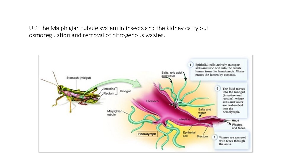 Kidney And Osmoregulation U 1 Animals Are Either