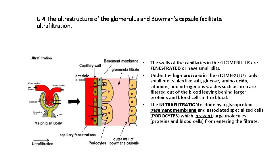 U 4 The ultrastructure of the glomerulus and Bowman’s capsule facilitate ultrafiltration. • •