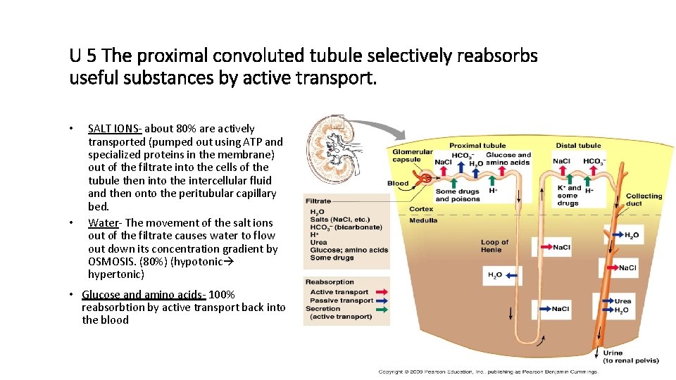 U 5 The proximal convoluted tubule selectively reabsorbs useful substances by active transport. • U 5 The proximal convoluted tubule selectively reabsorbs useful substances by active transport. •