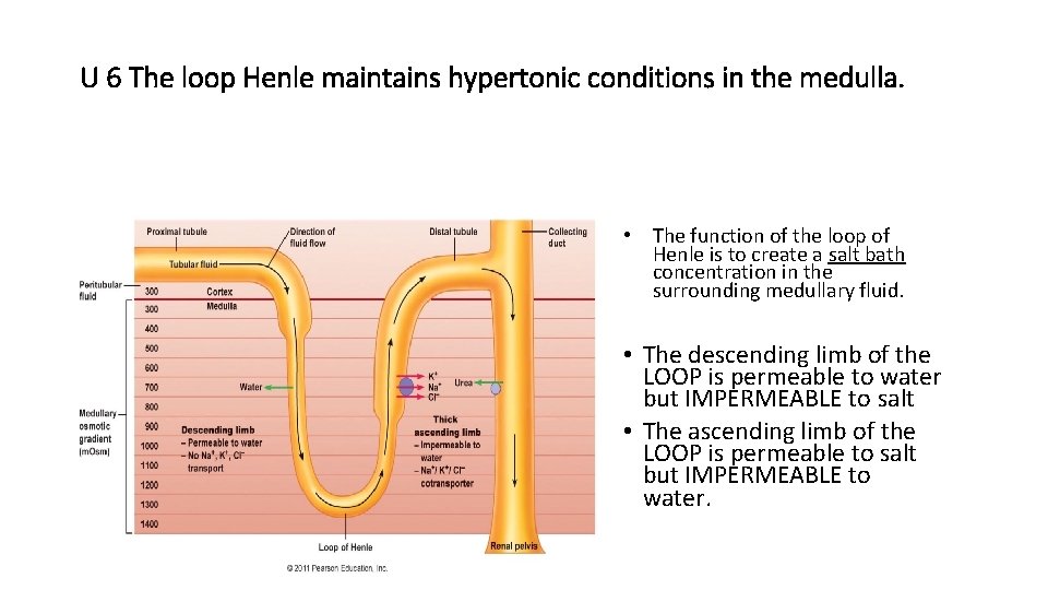 U 6 The loop Henle maintains hypertonic conditions in the medulla. • The function U 6 The loop Henle maintains hypertonic conditions in the medulla. • The function