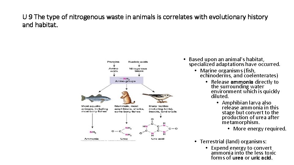U 9 The type of nitrogenous waste in animals is correlates with evolutionary history U 9 The type of nitrogenous waste in animals is correlates with evolutionary history