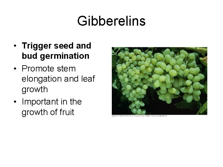 Gibberelins • Trigger seed and bud germination • Promote stem elongation and leaf growth Gibberelins • Trigger seed and bud germination • Promote stem elongation and leaf growth