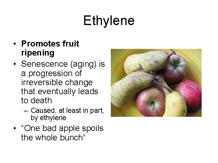 Ethylene • Promotes fruit ripening • Senescence (aging) is a progression of irreversible change Ethylene • Promotes fruit ripening • Senescence (aging) is a progression of irreversible change