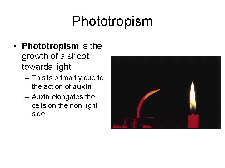 Phototropism • Phototropism is the growth of a shoot towards light – This is Phototropism • Phototropism is the growth of a shoot towards light – This is