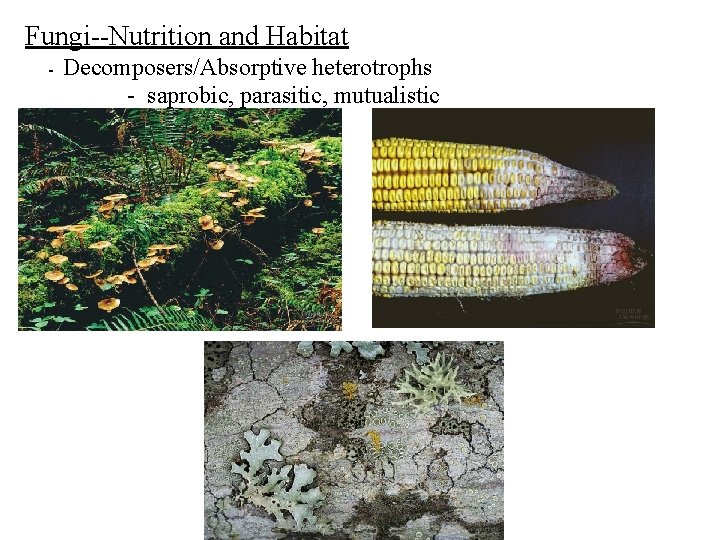 Fungi--Nutrition and Habitat - Decomposers/Absorptive heterotrophs - saprobic, parasitic, mutualistic Fungi--Nutrition and Habitat - Decomposers/Absorptive heterotrophs - saprobic, parasitic, mutualistic