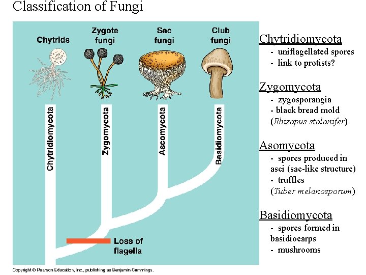 Classification of Fungi Chytridiomycota - uniflagellated spores - link to protists? Zygomycota - zygosporangia Classification of Fungi Chytridiomycota - uniflagellated spores - link to protists? Zygomycota - zygosporangia