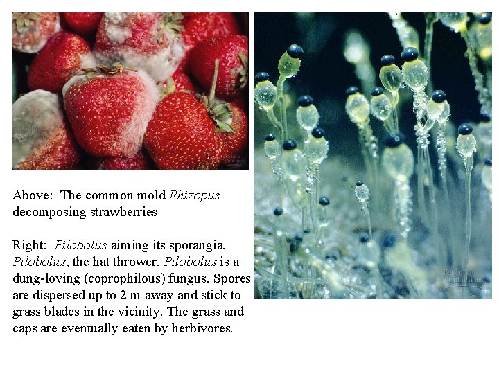 Above: The common mold Rhizopus decomposing strawberries Right: Pilobolus aiming its sporangia. Pilobolus, the Above: The common mold Rhizopus decomposing strawberries Right: Pilobolus aiming its sporangia. Pilobolus, the