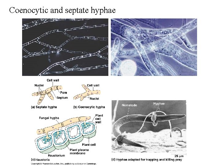Coenocytic and septate hyphae Coenocytic and septate hyphae
