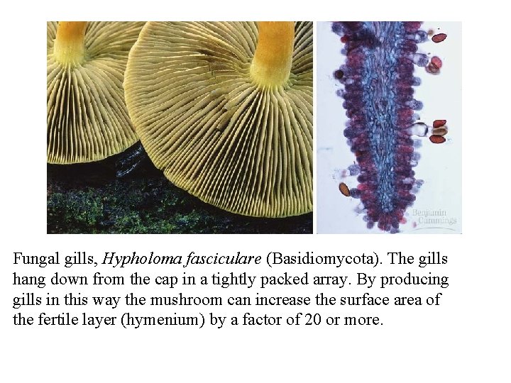 Fungal gills, Hypholoma fasciculare (Basidiomycota). The gills hang down from the cap in a Fungal gills, Hypholoma fasciculare (Basidiomycota). The gills hang down from the cap in a