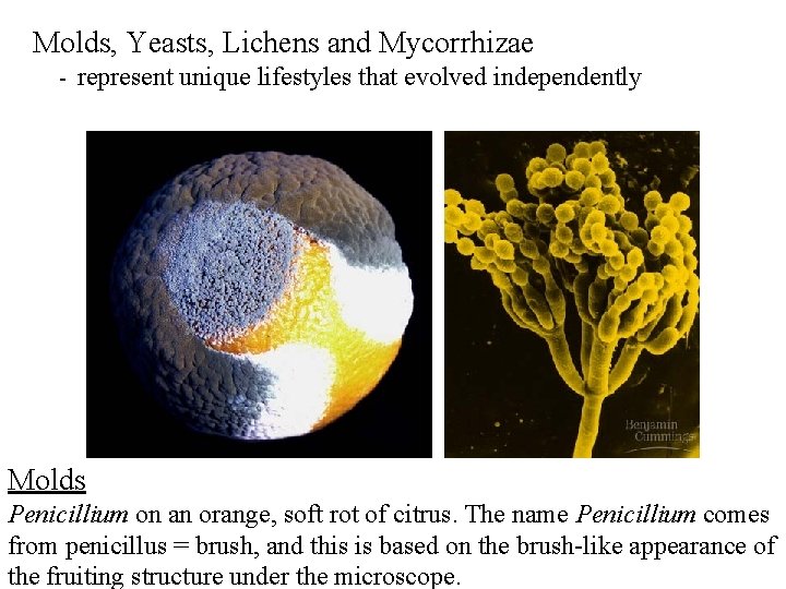 Molds, Yeasts, Lichens and Mycorrhizae - represent unique lifestyles that evolved independently Molds Penicillium Molds, Yeasts, Lichens and Mycorrhizae - represent unique lifestyles that evolved independently Molds Penicillium