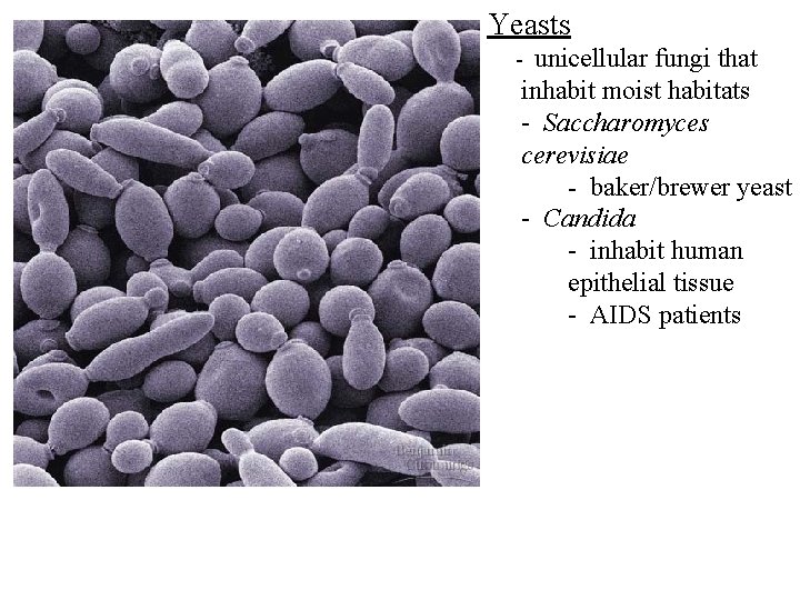 Yeasts unicellular fungi that inhabit moist habitats - Saccharomyces cerevisiae - baker/brewer yeast - Yeasts unicellular fungi that inhabit moist habitats - Saccharomyces cerevisiae - baker/brewer yeast -