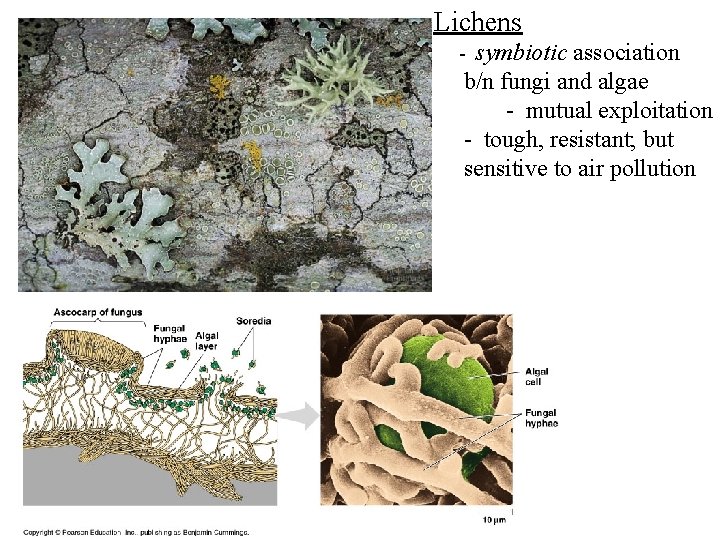 Lichens symbiotic association b/n fungi and algae - mutual exploitation - tough, resistant; but Lichens symbiotic association b/n fungi and algae - mutual exploitation - tough, resistant; but