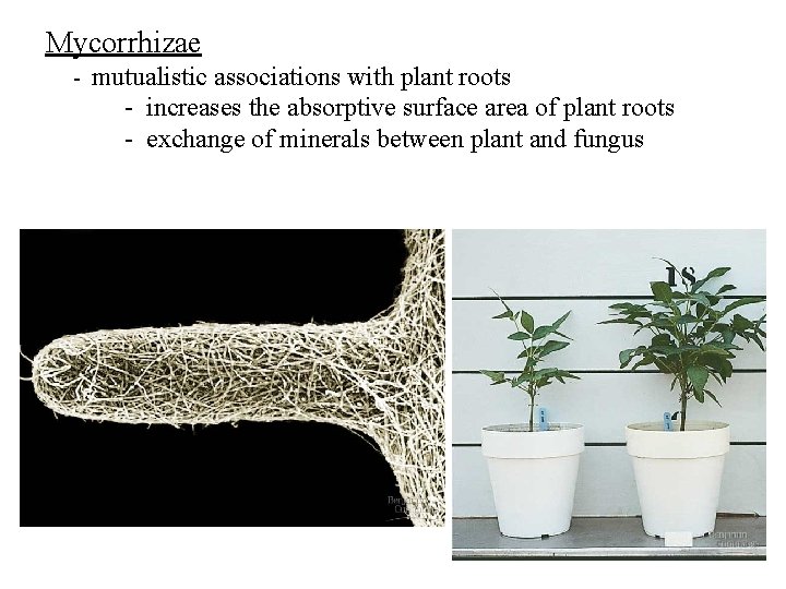 Mycorrhizae - mutualistic associations with plant roots - increases the absorptive surface area of Mycorrhizae - mutualistic associations with plant roots - increases the absorptive surface area of