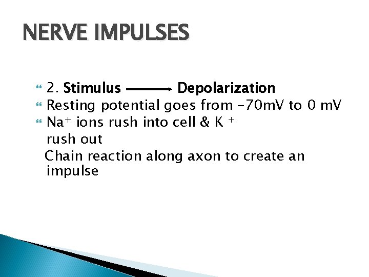NERVE IMPULSES 2. Stimulus Depolarization Resting potential goes from -70 m. V to 0