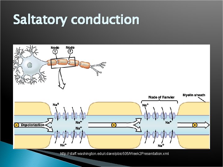 Saltatory conduction http: //staff. washington. edu/cdave/pbio 505/Week 2 Presentation. xml 