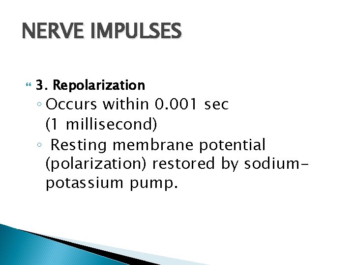 NERVE IMPULSES 3. Repolarization ◦ Occurs within 0. 001 sec (1 millisecond) ◦ Resting