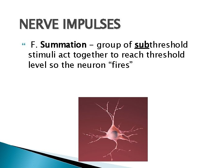 NERVE IMPULSES F. Summation - group of subthreshold stimuli act together to reach threshold