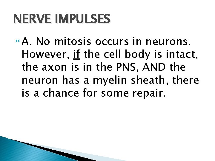 NERVE IMPULSES A. No mitosis occurs in neurons. However, if the cell body is