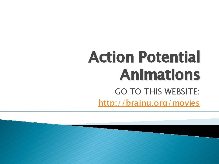 Action Potential Animations GO TO THIS WEBSITE: http: //brainu. org/movies 