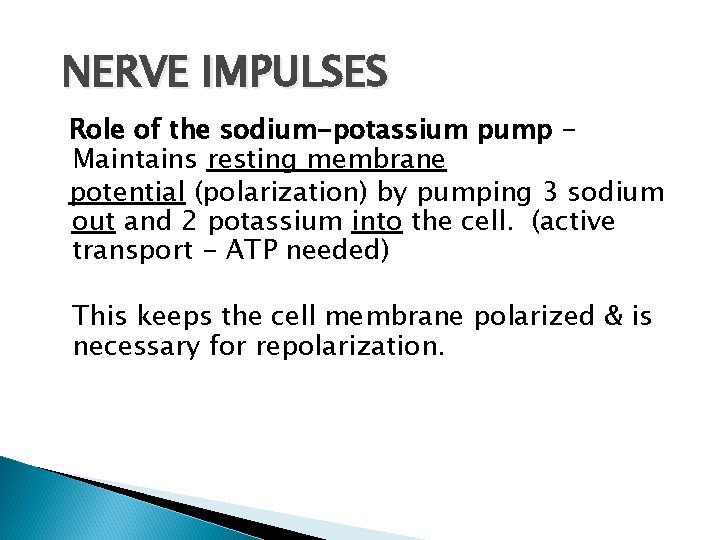 NERVE IMPULSES Role of the sodium-potassium pump Maintains resting membrane potential (polarization) by pumping