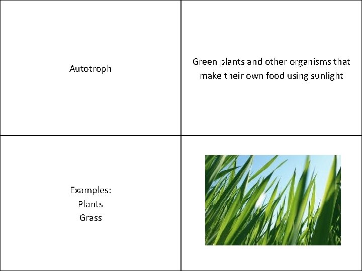 Autotroph Examples Plants Grass Green plants and other