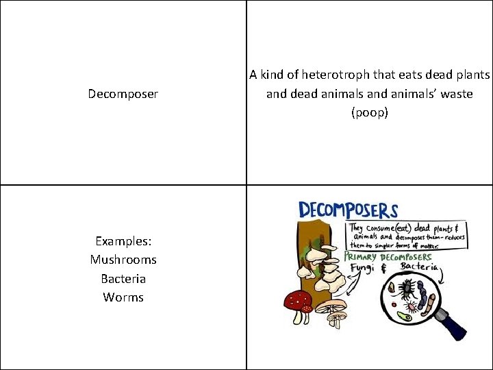 Decomposer Examples: Mushrooms Bacteria Worms A kind of heterotroph that eats dead plants and