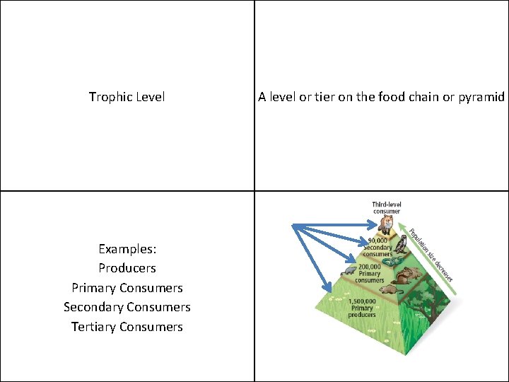 Trophic Level Examples: Producers Primary Consumers Secondary Consumers Tertiary Consumers A level or tier