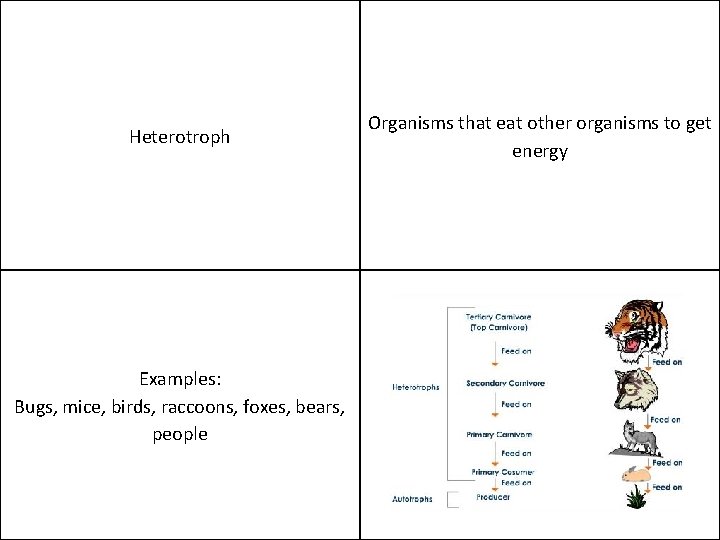 Heterotroph Examples: Bugs, mice, birds, raccoons, foxes, bears, people Organisms that eat other organisms