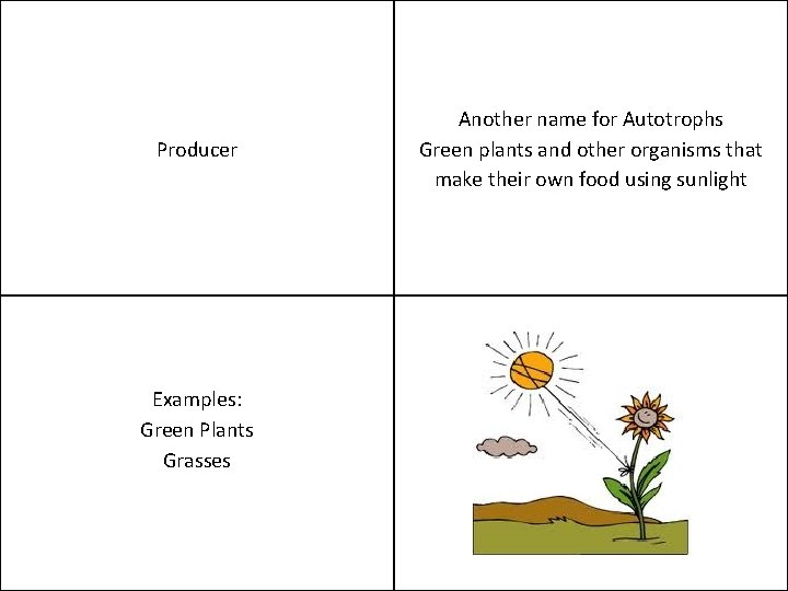 Producer Examples: Green Plants Grasses Another name for Autotrophs Green plants and other organisms