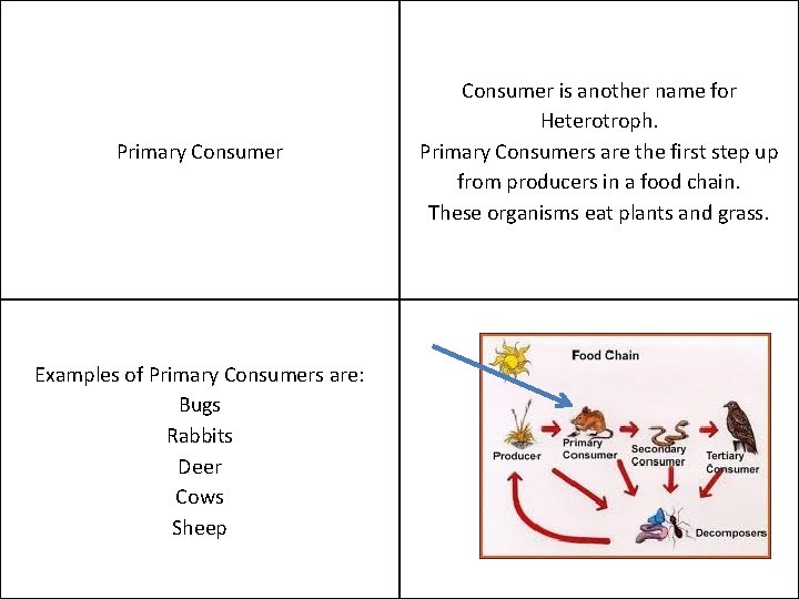 Primary Consumer Examples of Primary Consumers are: Bugs Rabbits Deer Cows Sheep Consumer is