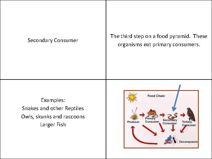 Secondary Consumer Examples: Snakes and other Reptiles Owls, skunks and raccoons Larger Fish The