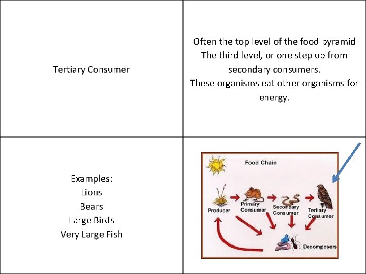 Tertiary Consumer Examples: Lions Bears Large Birds Very Large Fish Often the top level