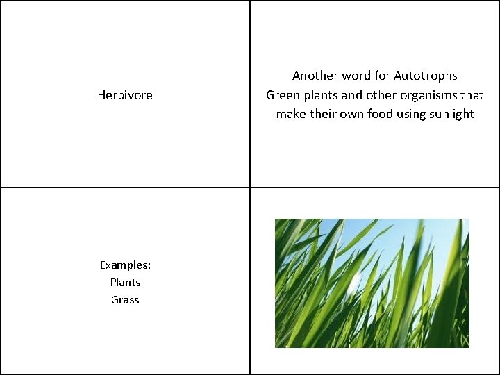 Herbivore Examples: Plants Grass Another word for Autotrophs Green plants and other organisms that