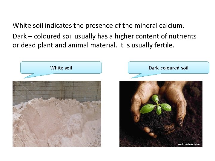 White soil indicates the presence of the mineral calcium. Dark – coloured soil usually