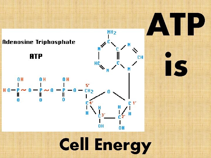 ATP is Cell Energy 