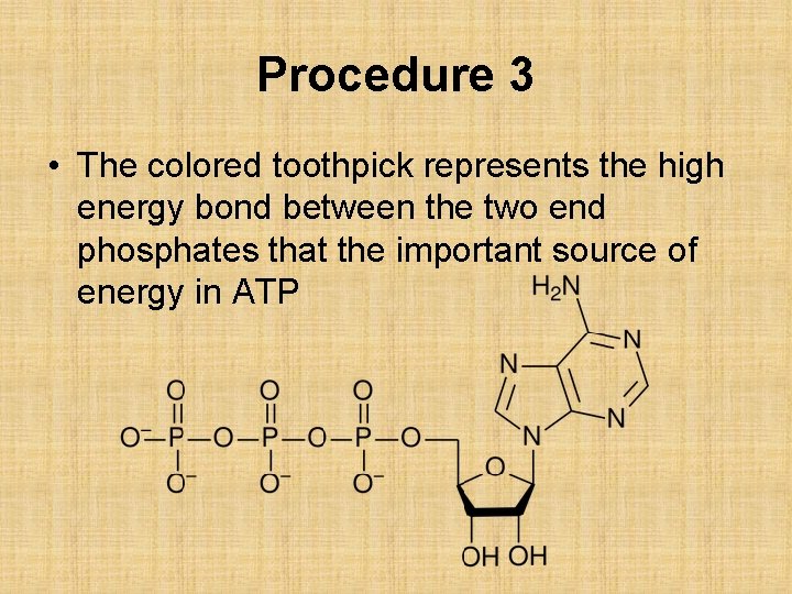 Procedure 3 • The colored toothpick represents the high energy bond between the two