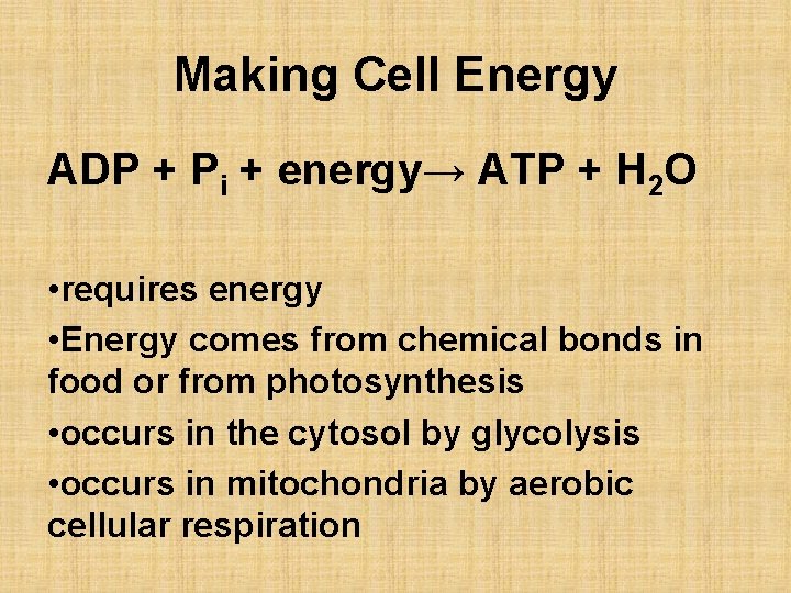 Making Cell Energy ADP + Pi + energy→ ATP + H 2 O •