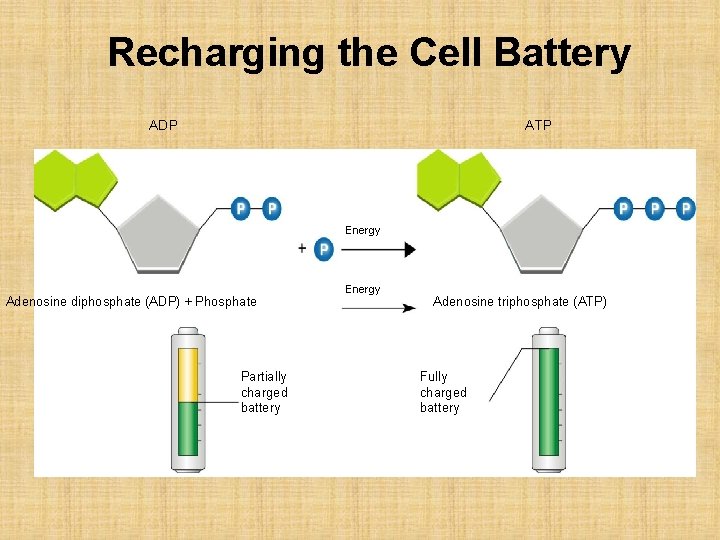 Recharging the Cell Battery ADP ATP Energy Adenosine diphosphate (ADP) + Phosphate Partially charged