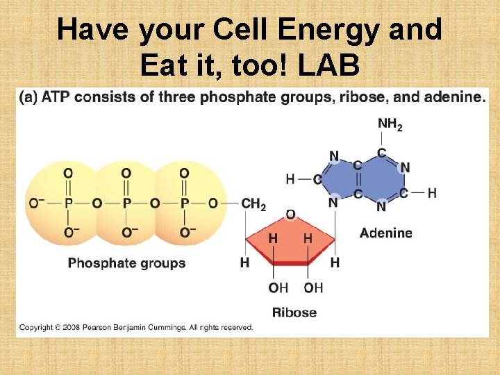 Have your Cell Energy and Eat it, too! LAB 