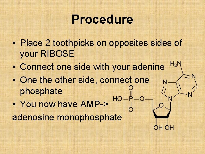 Procedure • Place 2 toothpicks on opposites sides of your RIBOSE • Connect one