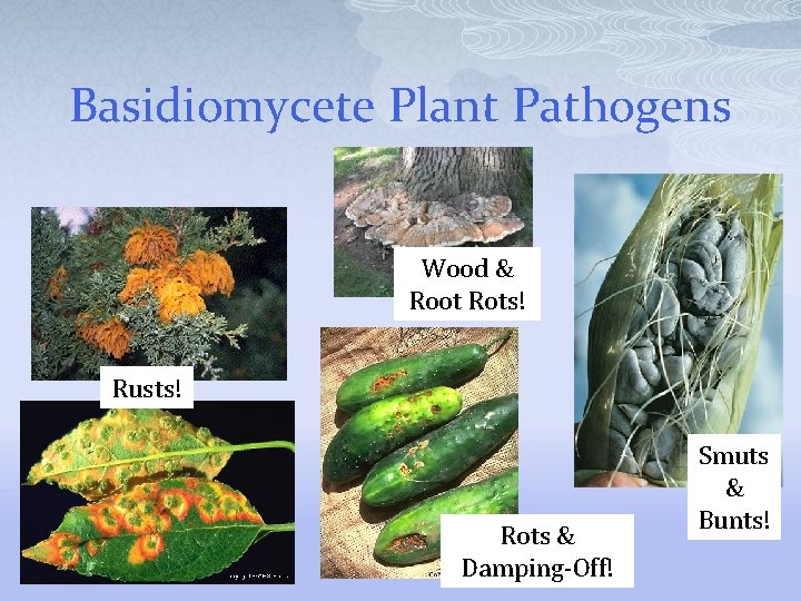 Basidiomycete Plant Pathogens Wood & Root Rots! Rusts! Rots & Damping-Off! Smuts & Bunts!