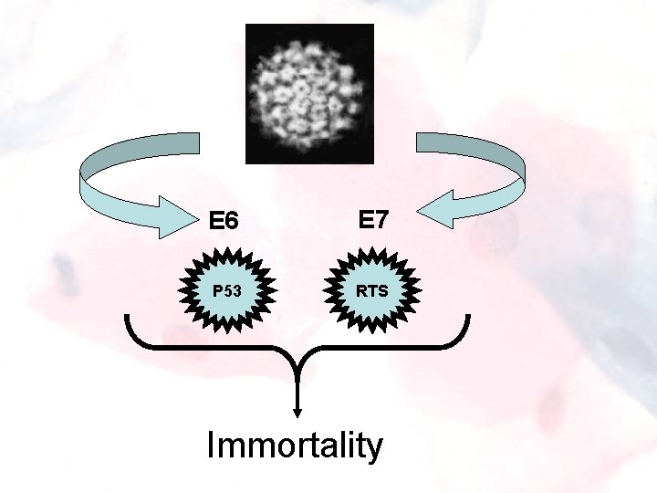 E 6 E 7 P 53 RTS Immortality 