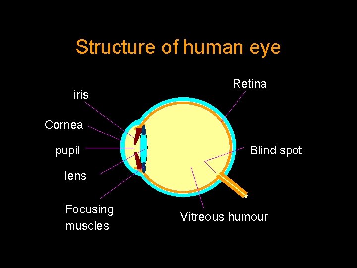 Structure of human eye iris Retina Cornea pupil Blind spot lens Focusing muscles Vitreous