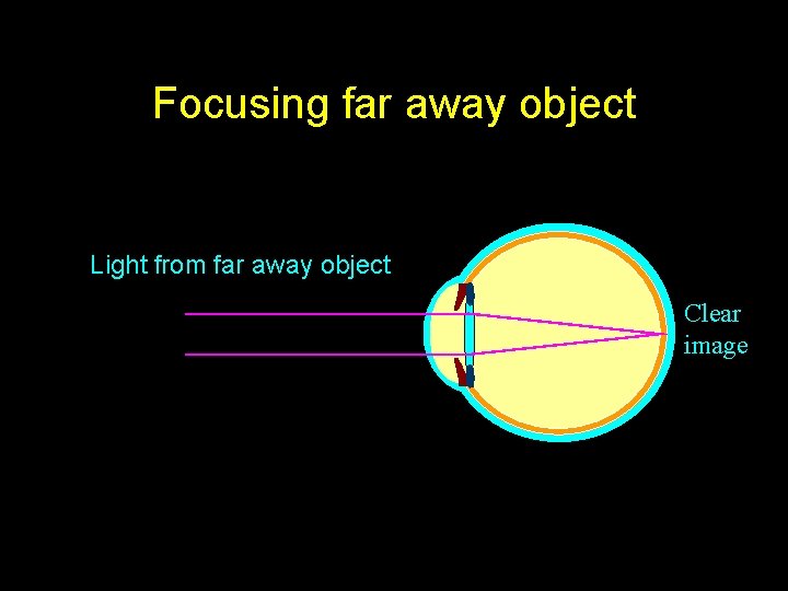 Focusing far away object Light from far away object Clear image 
